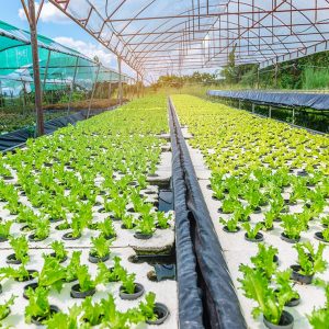 Pros-Cons-of-Using-Hydroponics-in-Greenhouses-GreenPro-Ventures