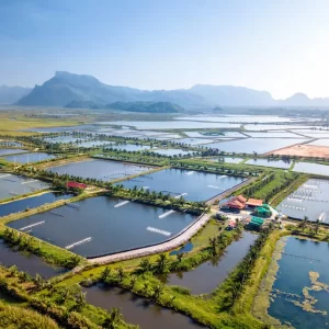 Thai-prawn-farm_SS_1500-1024x767